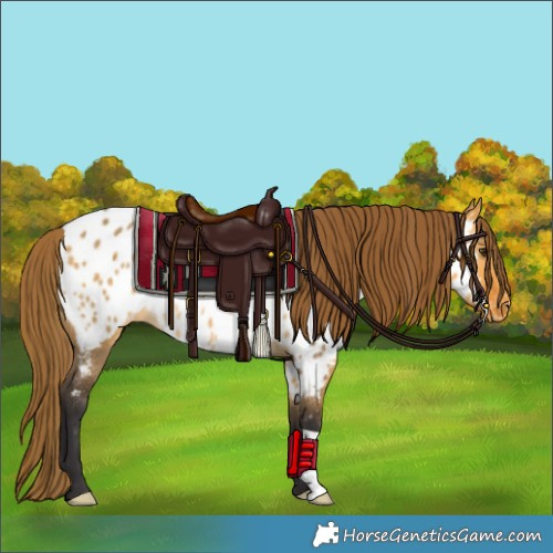Horse Color:Buckskin Dun Appaloosa Rabicano 