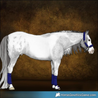 Horse Color:Blue Roan Splash Tobiano Appaloosa Rabicano