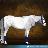 Horse Color:Blue Roan Splash Tobiano Appaloosa Rabicano