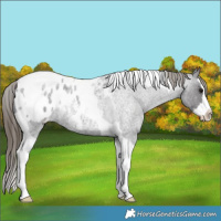 Horse Color:Smoky Blue Roan Splash Tobiano Appaloosa Rabicano 