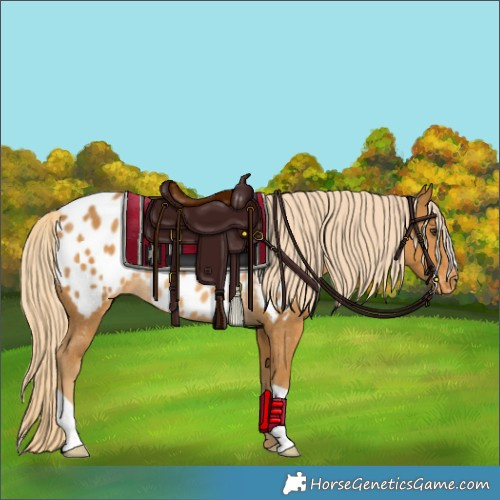 Horse Color:Palomino Appaloosa Rabicano 