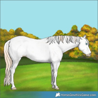 Horse Color:White Spotted Classic Cream Champagne Pearl Sabino 