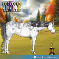 Horse Color:Black Ice Sabino Splash 