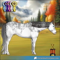 Horse Color:Black Ice Sabino Splash 