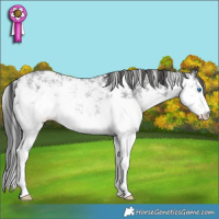 Horse Color:Black Ice Sabino Splash 