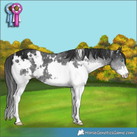 Horse Color:White Spotted Black Ice Splash
