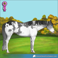 Horse Color:White Spotted Black Ice Splash 