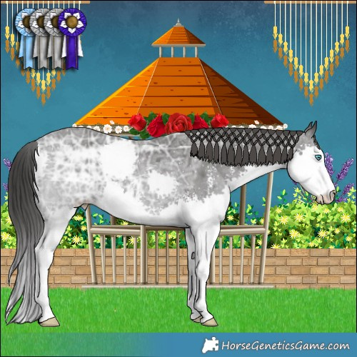 Horse Color:Black Ice Sabino Splash 