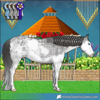 Horse Color:Black Ice Sabino Splash