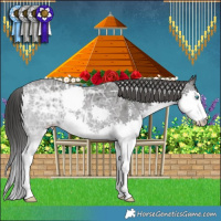 Horse Color:Black Ice Sabino Splash 