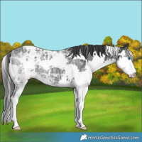 Horse Color:White Spotted Black Ice Splash 