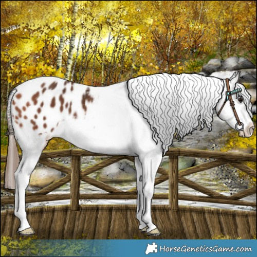 Horse Color:Bay Sabino Appaloosa 