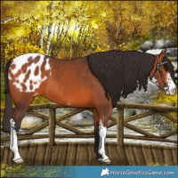 Horse Color:Bay Sabino Appaloosa 