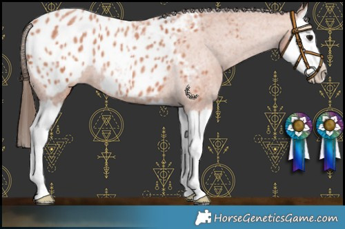 Horse Color:Bay Roan Splash Appaloosa 