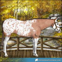 Horse Color:Bay Roan Splash Appaloosa