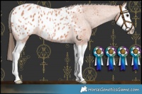 Horse Color:Bay Roan Splash Blanket