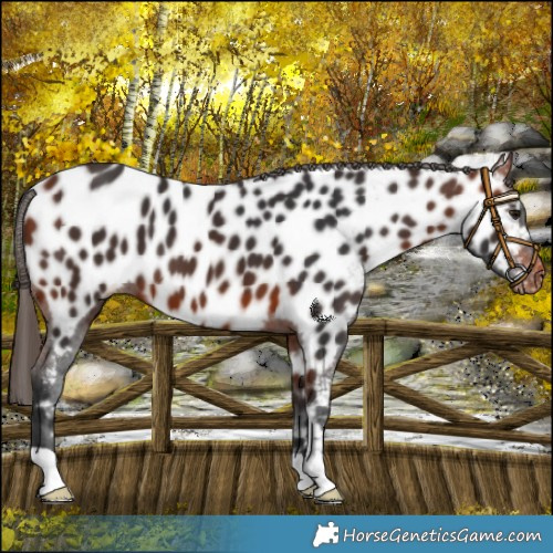 Horse Color:Bay Appaloosa 
