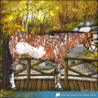 Horse Color:Bay Sabino Appaloosa  and Bay Sabino Frame 