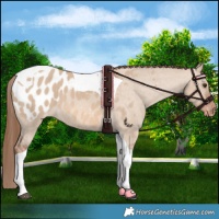 Horse Color:Red Dun Tobiano Appaloosa 