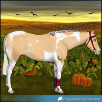 Horse Color:Gold Cream Champagne Tobiano Varnish 
