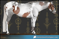 Horse Color:Silver Brown Tobiano Appaloosa  and Gray Silver Brown Tobiano Appaloosa 