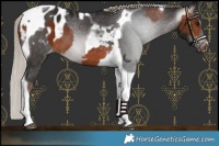 Horse Color:Silver Brown Tobiano Appaloosa and Gray Silver Brown Tobiano Appaloosa