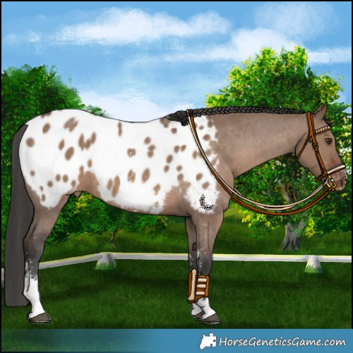 Horse Color:Liver Red Dun Sabino Appaloosa