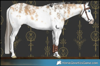 Horse Color:Buckskin Sabino Splash 