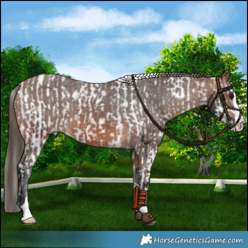 Horse Color:White Spotted Bay Dun Splash Frame and Brown Splash Tobiano Appaloosa
