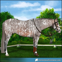 Horse Color:White Spotted Bay Dun Splash Frame  and Brown Splash Tobiano Varnish 
