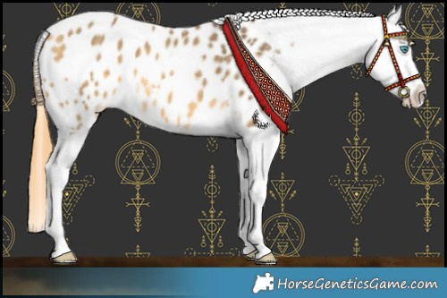 Horse Color:Buckskin Dun Splash Blanket 