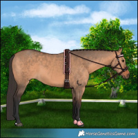 Horse Color:Bay Dun 