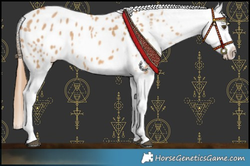 Horse Color:Red Dun Appaloosa 