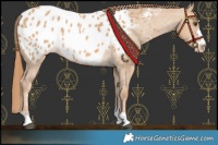 Horse Color:Red Dun Appaloosa 