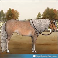 Horse Color:Chocolate Palomino Roan 