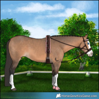 Horse Color:Bay Dun Splash 