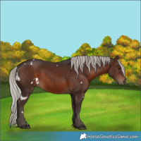 Horse Color:White Spotted Silver Brown 