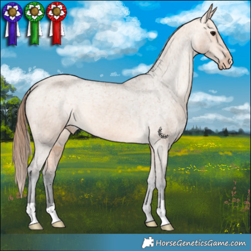 Horse Color:Bay Dun Appaloosa