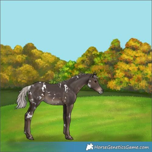 Horse Color:White Spotted Silver Black 