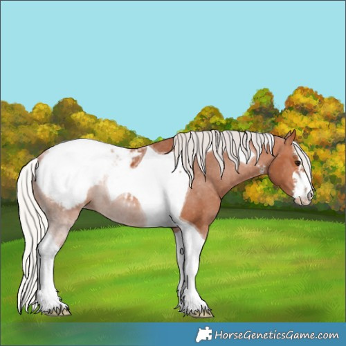Horse Color:White Spotted Silver Bay Tobiano Appaloosa 