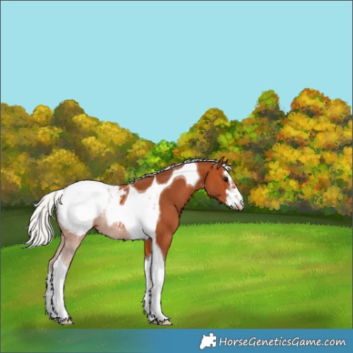 Horse Color:White Spotted Silver Bay Tobiano Appaloosa 