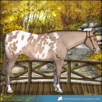 Horse Color:Sable Champagne Tobiano Appaloosa 