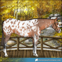 Horse Color:Bay Sabino Near Leopard 