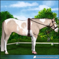 Horse Color:Amber Champagne Sabino Splash Tobiano Varnish 