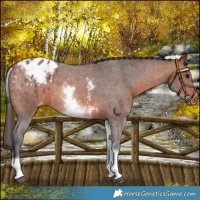 Horse Color:White Spotted Bay Sabino Appaloosa 