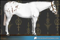 Horse Color:White Spotted Bay Sabino Blanket