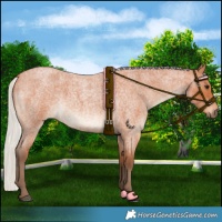 Horse Color:Silver Bay Roan 