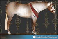 Horse Color:Gray Palomino  and Gray Chestnut 