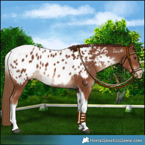 Horse Color:Chestnut Tobiano Appaloosa