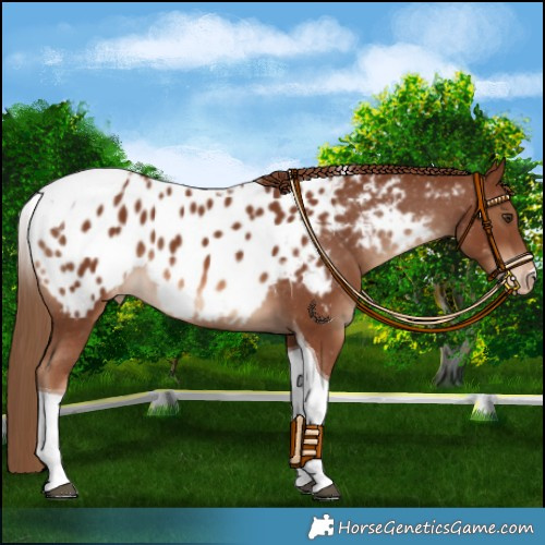 Horse Color:Chestnut Tobiano Appaloosa 